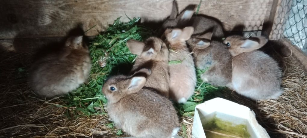 Króliki mieszańce baran francuski bialy samica młode króliki