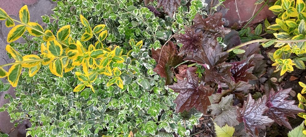 Вейгела  хоста бересклет гібіскуси гейхери пухироплідник калинолистий