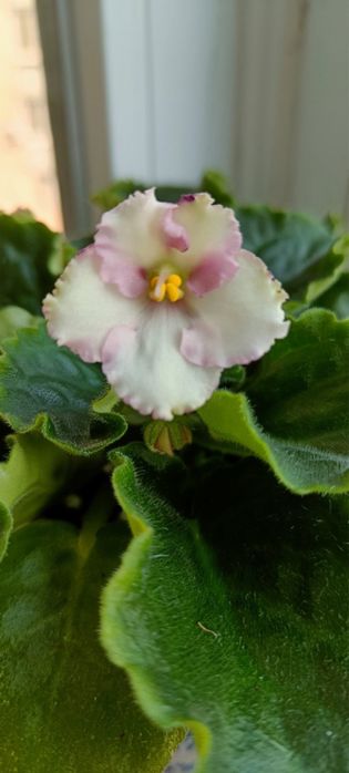 Фіалки. Продаю фіалки