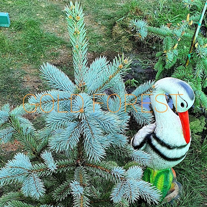 Хупси ель ёлка ялинка голубая