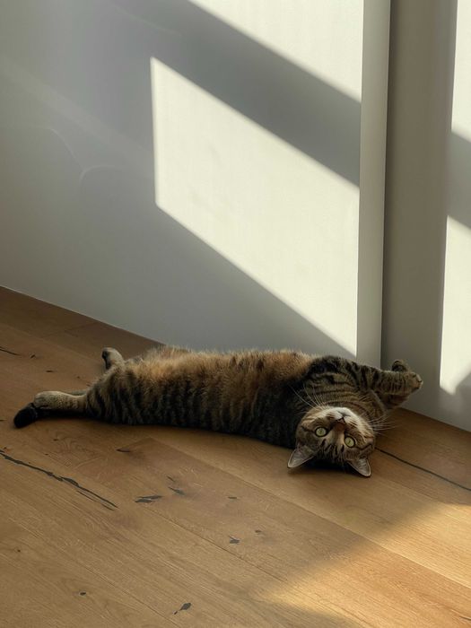 Віддам кішку Ніккі у добрі руки