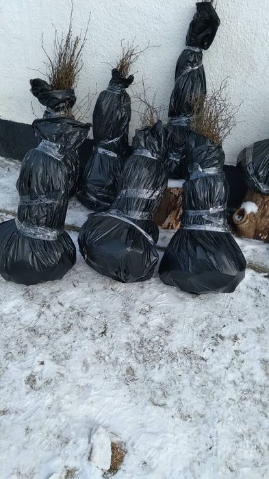 Сажены липы берёзы граб звичайний бук клен ясень дуб опт роздріб