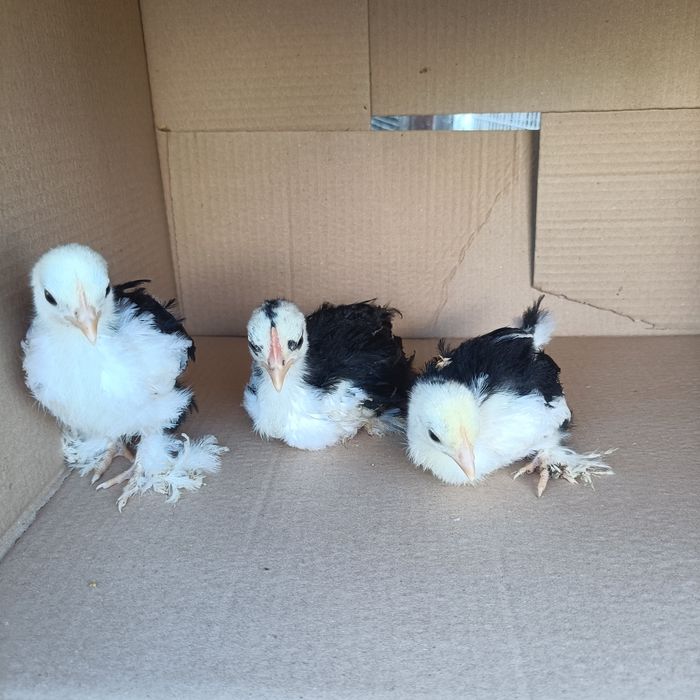 Indio Gigante e Pekin Mottled Negro