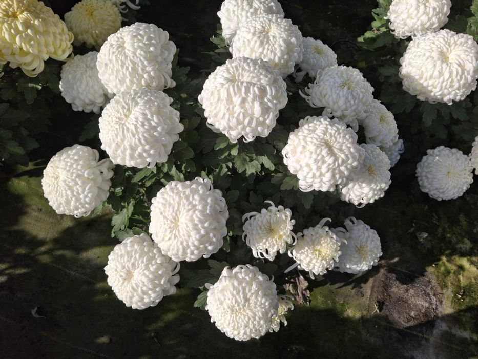 Chryzantemy drobnokwiatowe, wielkokwiatowe, jedno i 3 kolorowe