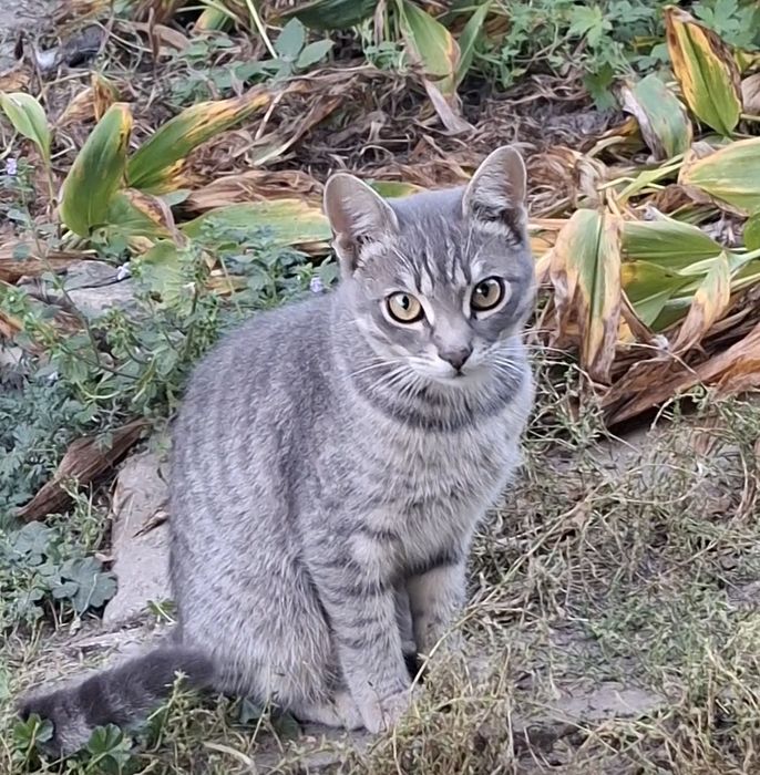Гарний котик вік 5 міс. шукає дім, турботуі любова