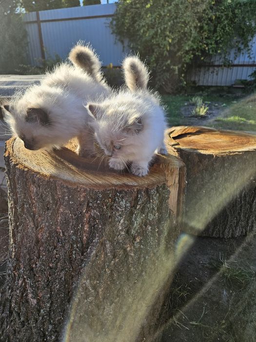 Котята невской маскарадной