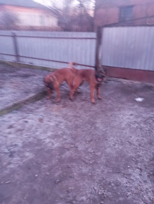 Вязка бельгійської вівчарки малінуа