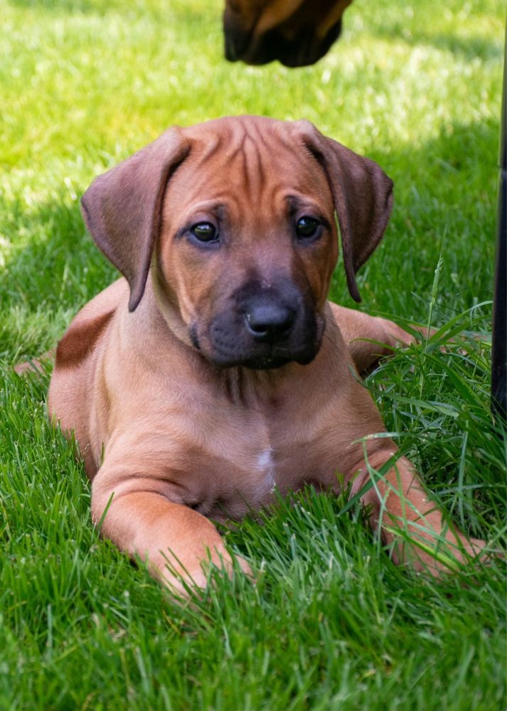 Rhodesian Ridgeback suczka