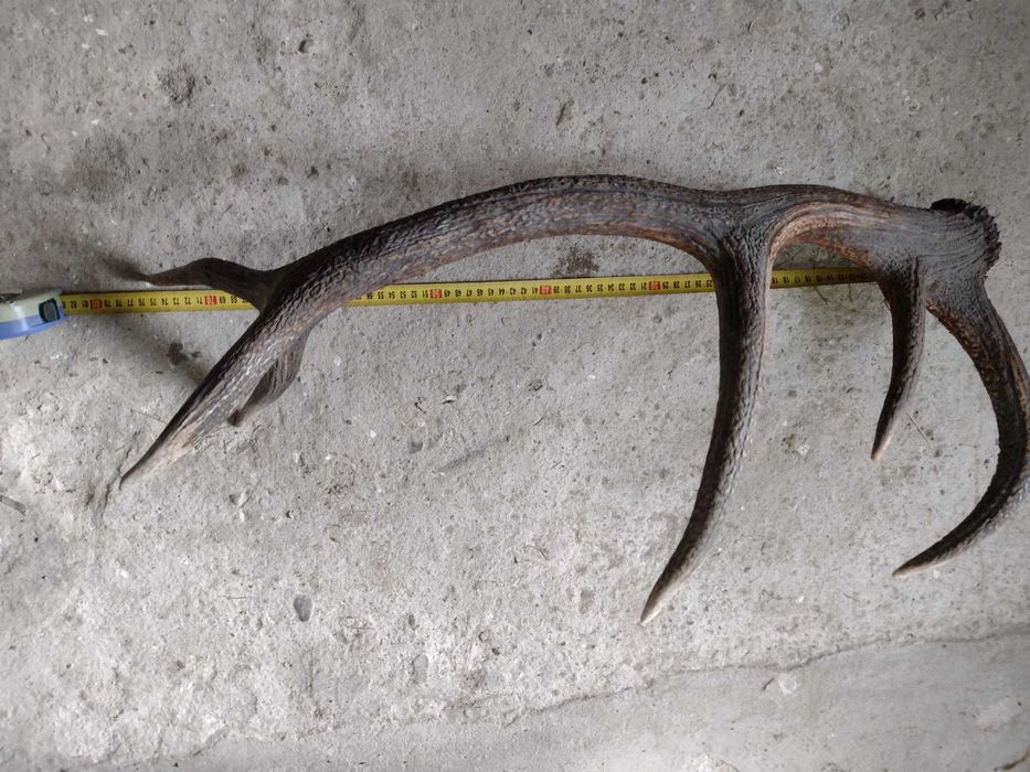 Poroże jelenia duże 76cm