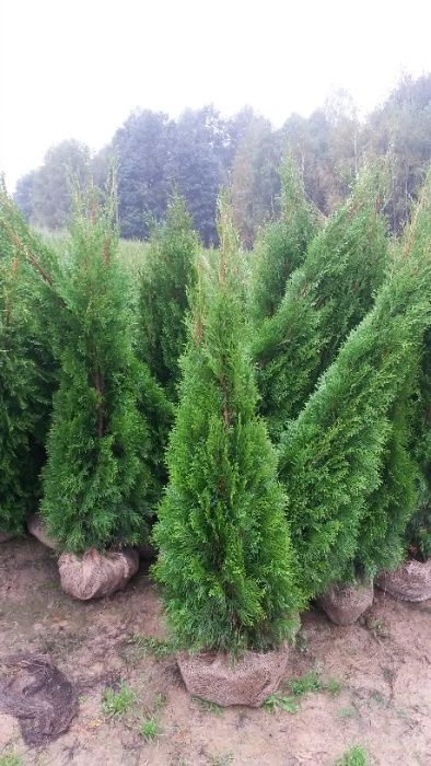 Thuja Smaragd 160,180,200,220cm! Tuja Szmaragd, sadzenie! Tuje! dowóz!