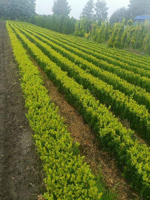 Bukszpan kula średnica 60, 70 oraz 80cm.