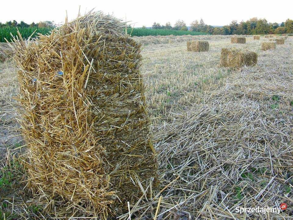 Słoma / Siano w kostkach