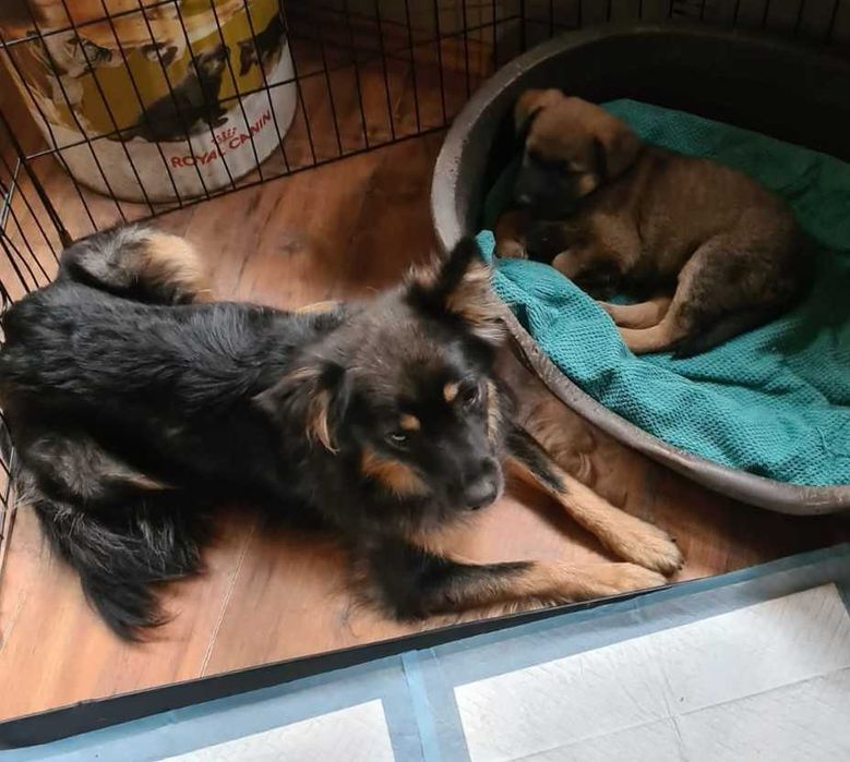 Trzymiesięczna Lula nie ma domu.