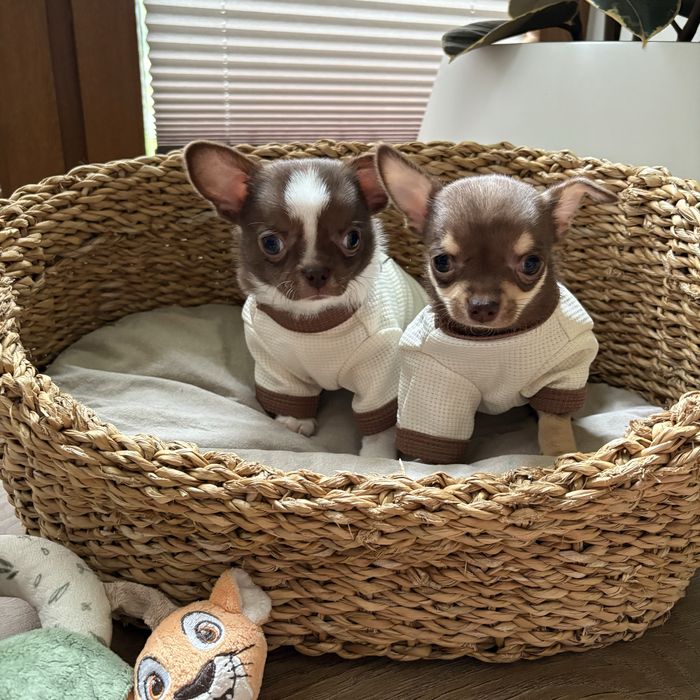 Chihuahua samiec czekoladowy maleńki ZKwP FCI