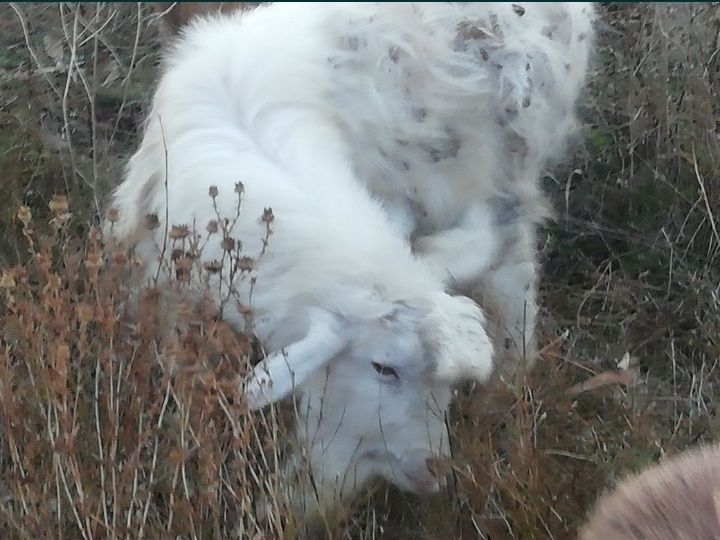 Козлы на продажу