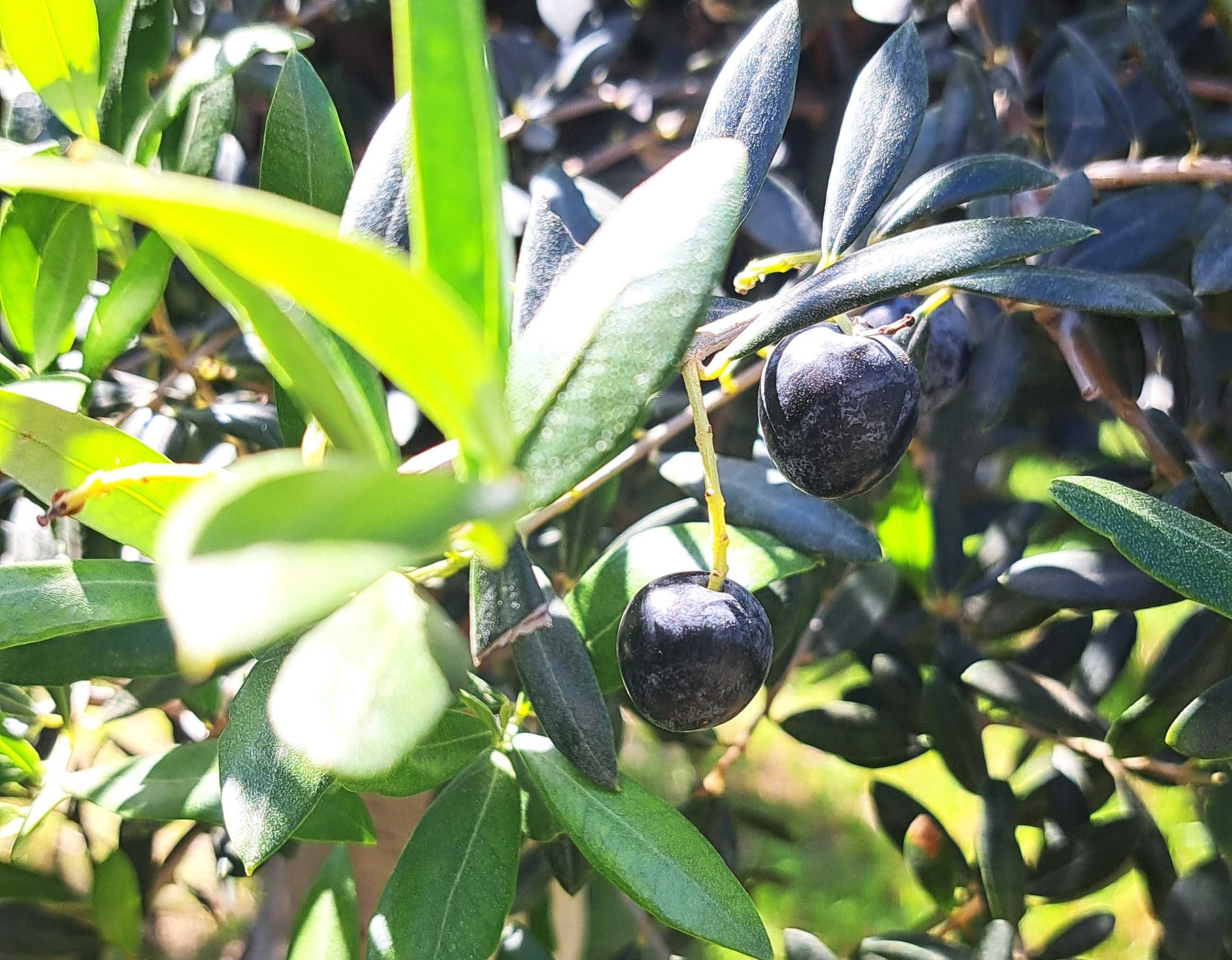 Drzewko oliwne - Oliwka europejska - Olea Europaea