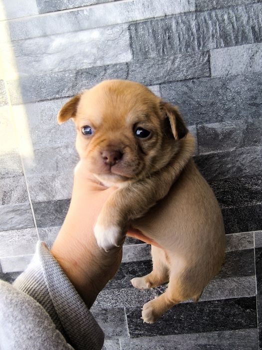 Chihuahua Mini Menino de olhos azuis.