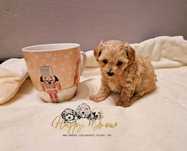Pudel -maltipoo mini Piesek na 13 czerwca