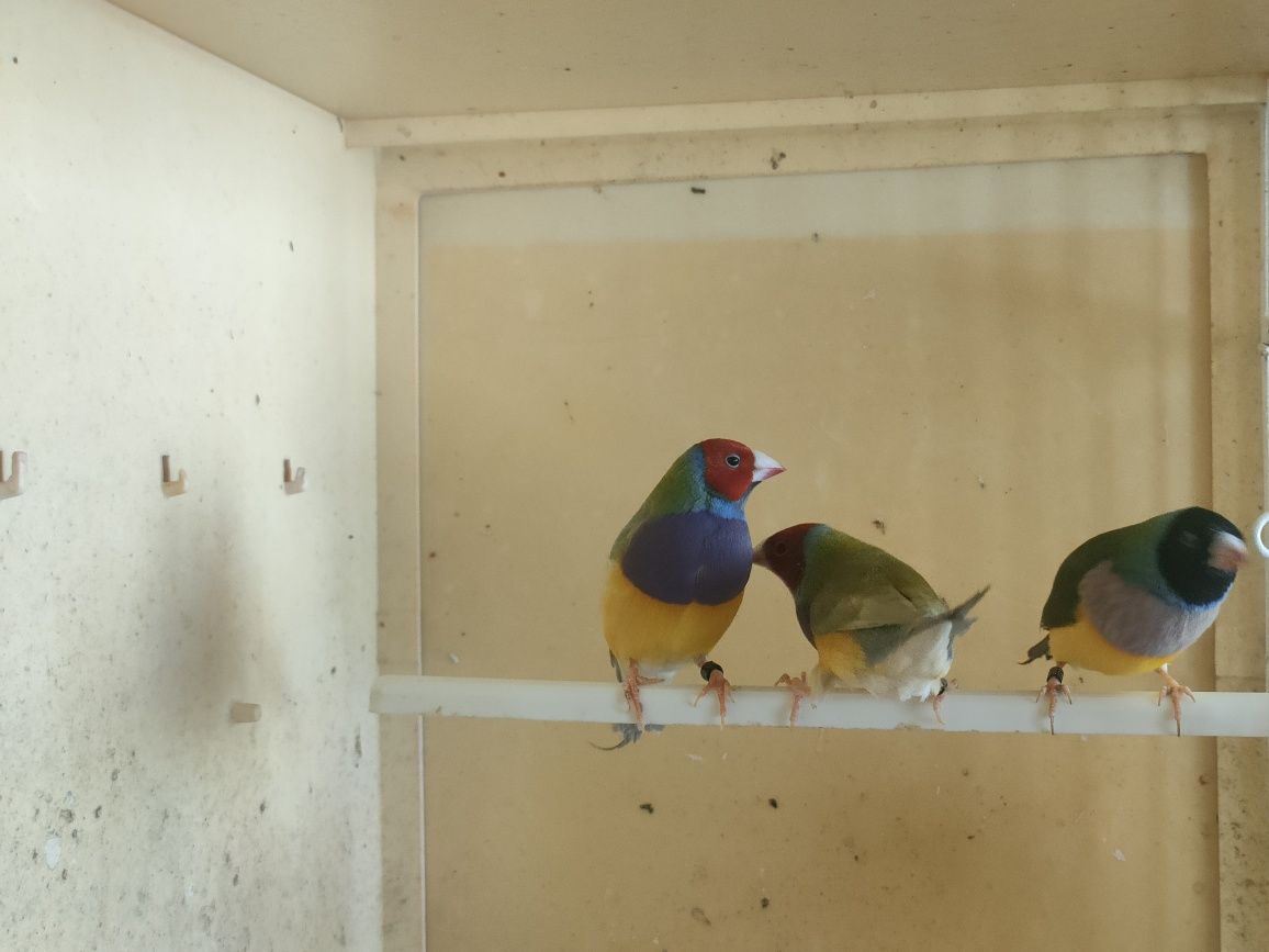 Últimos diamantes gould