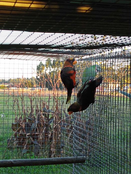 Casal de loris fuscata