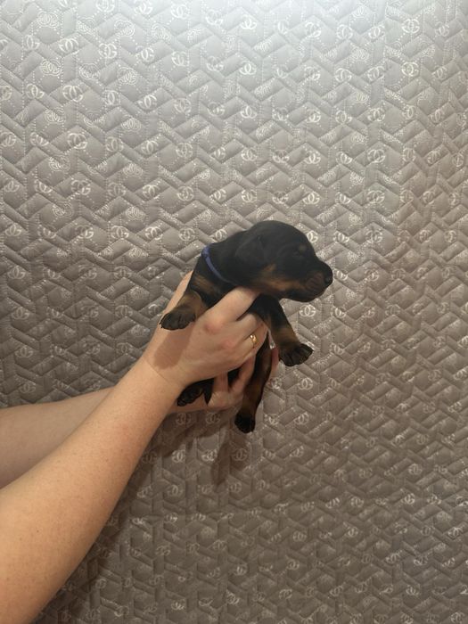 Пропоную цуценят добермана