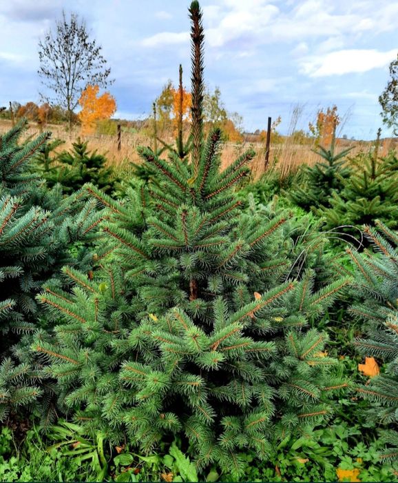 Choinki,choinka,świerki, jodła kaukaska, świerk srebrny w doniczkach