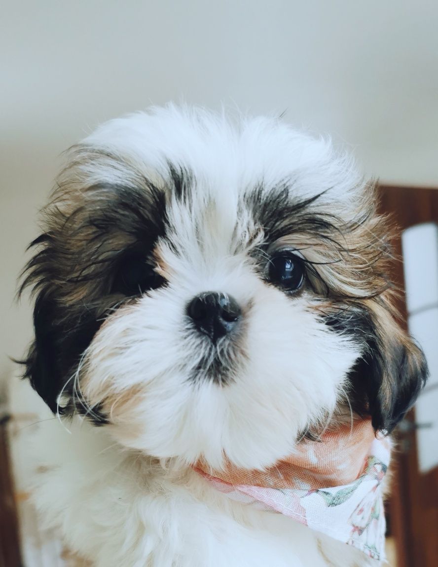 Shih tzu z domowej hodowli