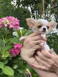 Mini chłopczyk chihuahua