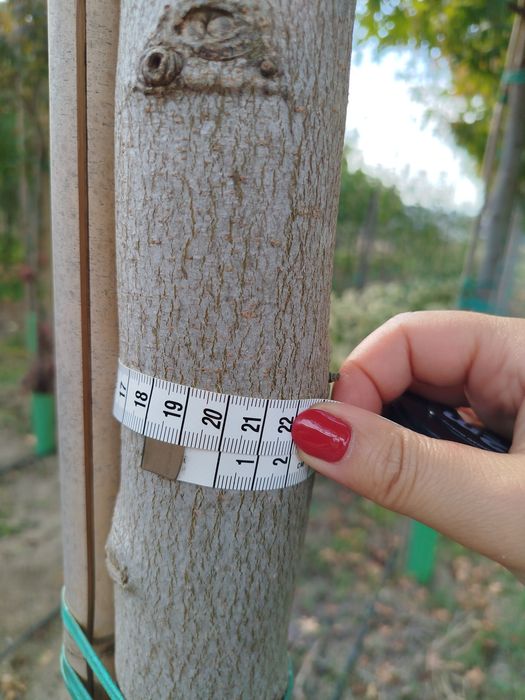 Planta Liquidambar 14-16