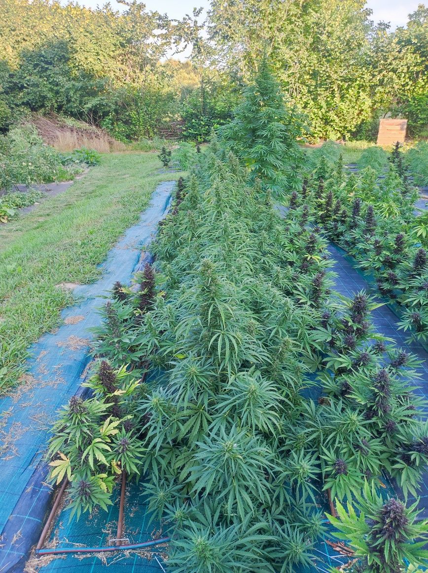 1 kg suszu CBD-V Auto na łodygach