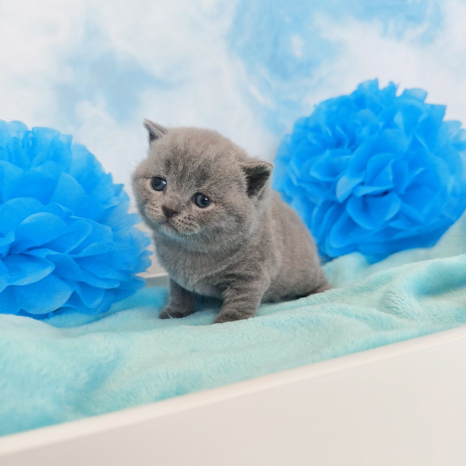 Kot Brytyjski kotek niebieski odbiór w czerwcu