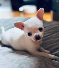Chihuahua biały chłopczyk-zarezerwowany