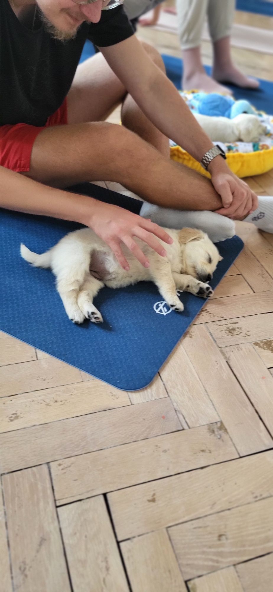 Golden Retriever Piesek gotowy do odbioru