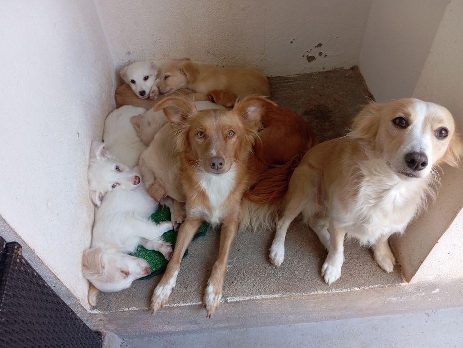 Cães Bebés rafeiro