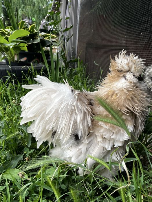 Silka Lokowana kogut