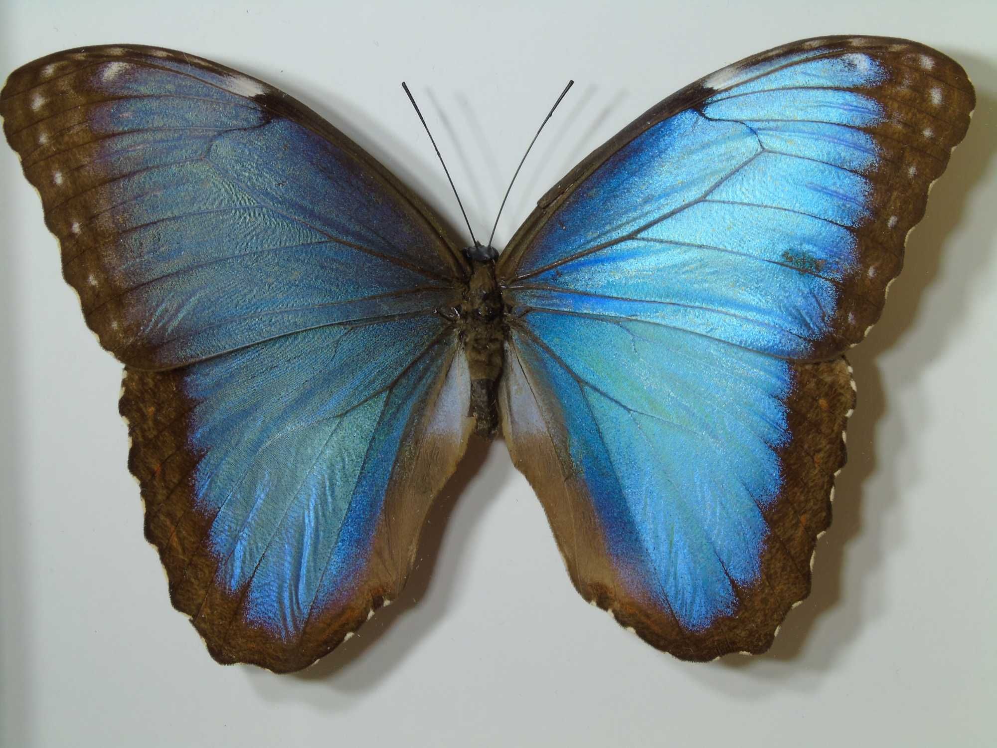 Motyl w ramce 16x14 cm . Morpho helenor Carillensis - 120 mm