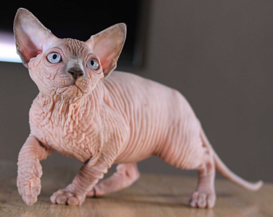 Шкурастая девочка. Топ эксклюзив, высшего качества.