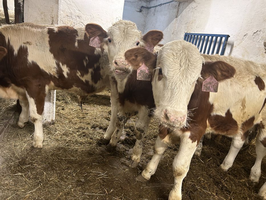 Byczki Simental Opasy 250kg 10szt Odsadki