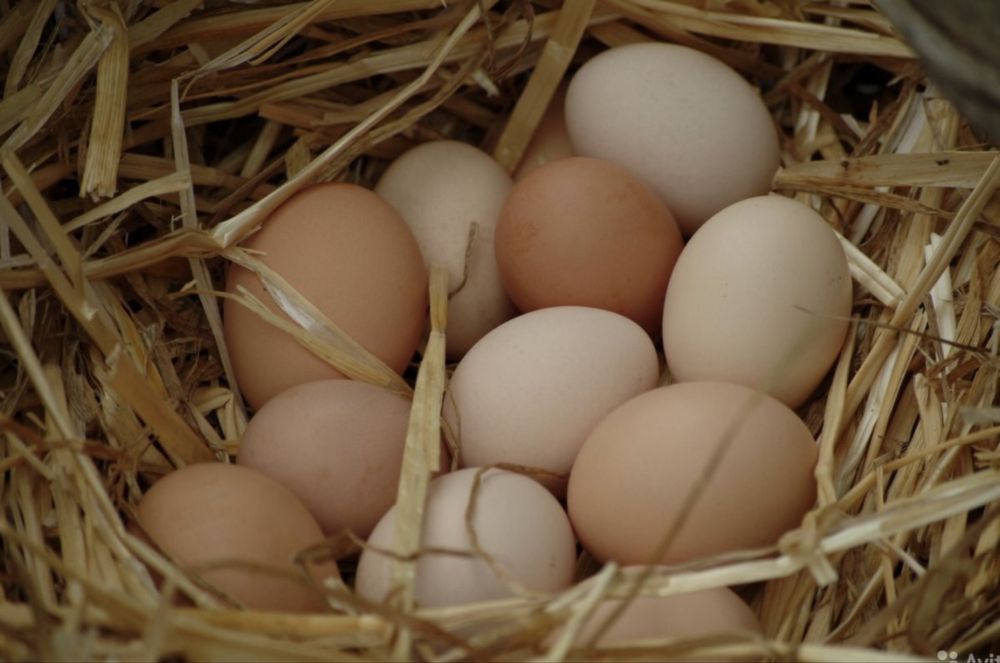 Свіжі домашні курині яйця