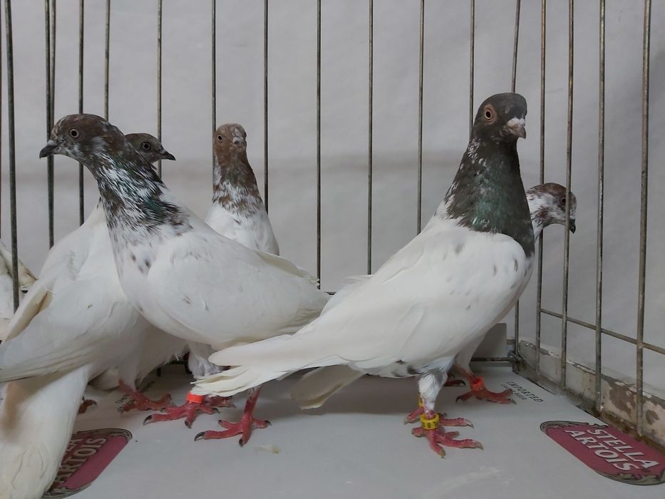 Gołębie Budapeszty Miedziane