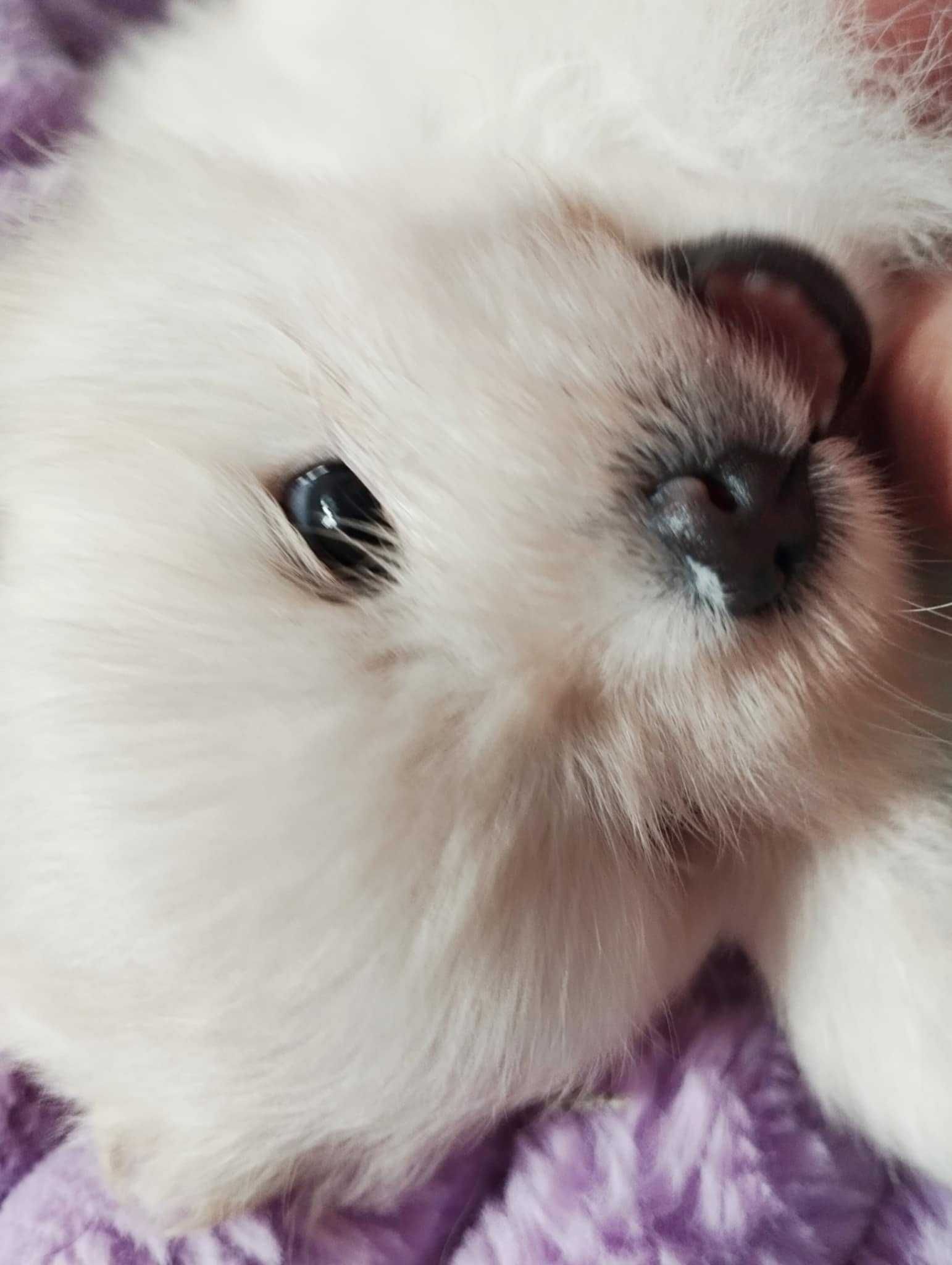 Szpic miniaturowy pomeranian linia Koreańska ZKwP FCI suczka miś