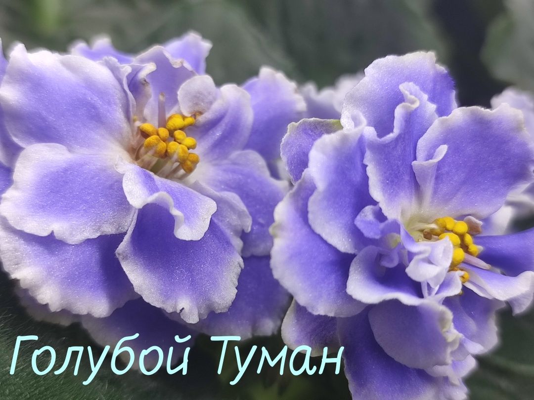 Фіалки, дітки, стартери, листочки