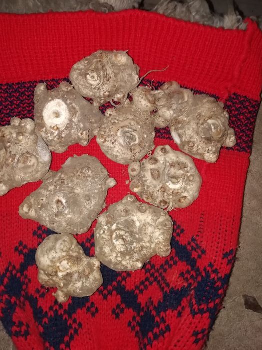 Цибулини квітів кали бордового кольору