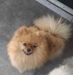 Szpic miniaturowy pomeranian mała  sunia