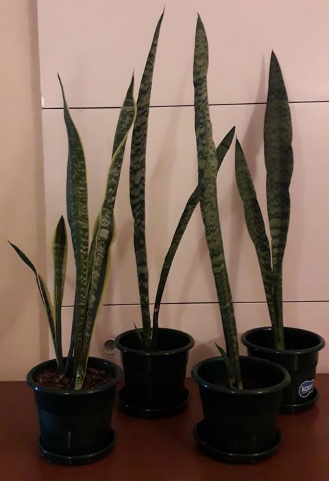 Planta Espada de São Jorge e Santa Bárbara