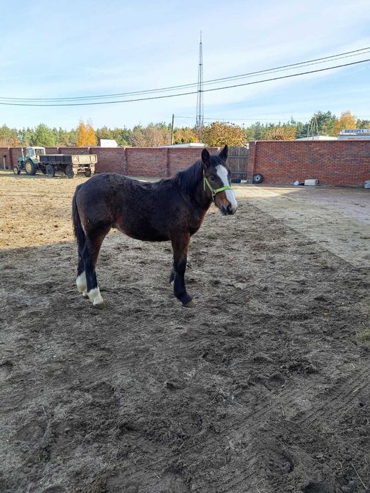 Źrebak Polski Koń Zimnokrwisty 7 miesięcy