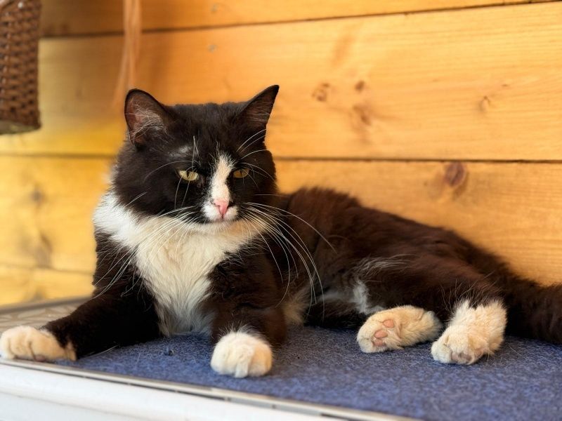 Figaro do adopcji!