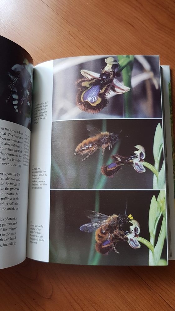The Private Life of Plants