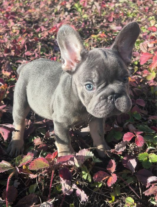 Французькі бульдожки