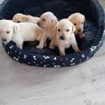 Labrador retriever